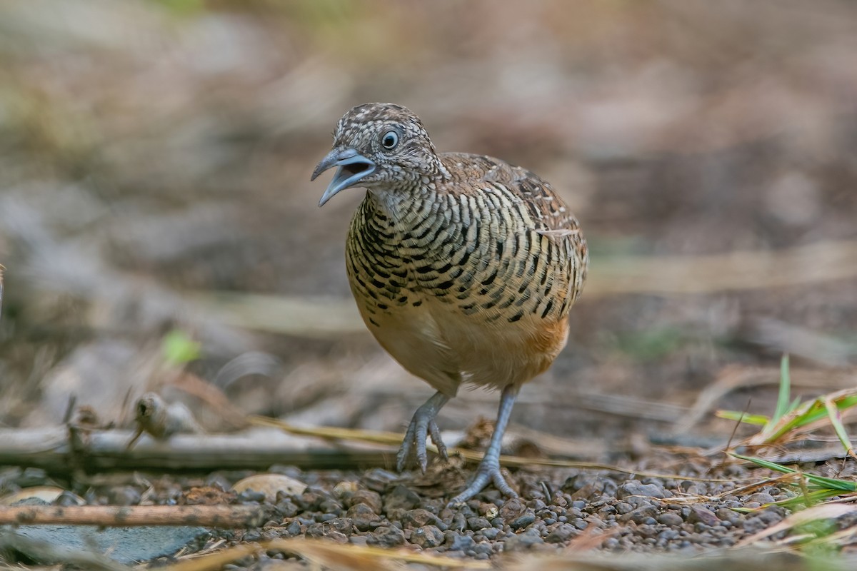 Barred Buttonquail - ML343011321