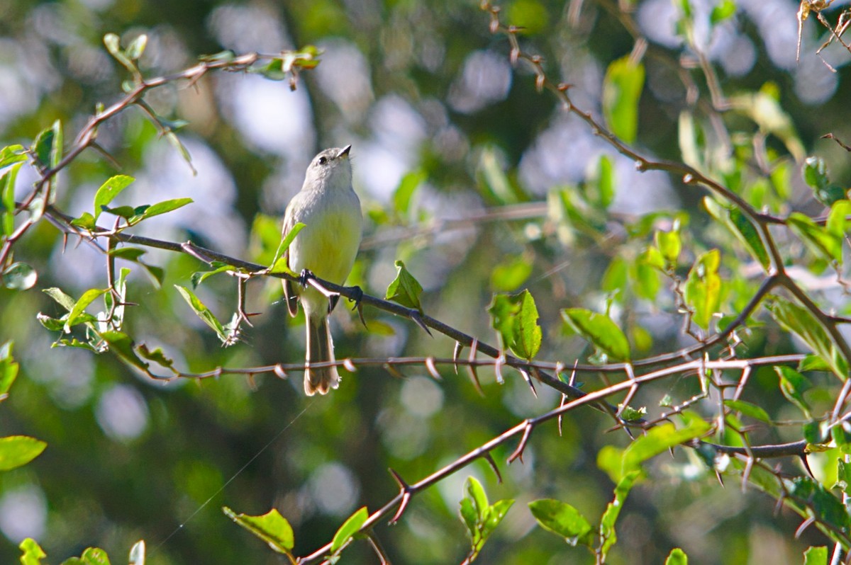 White-crested Tyrannulet (Sulphur-bellied) - ML343011961