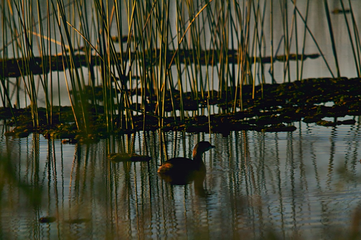 Pied-billed Grebe - ML343012471