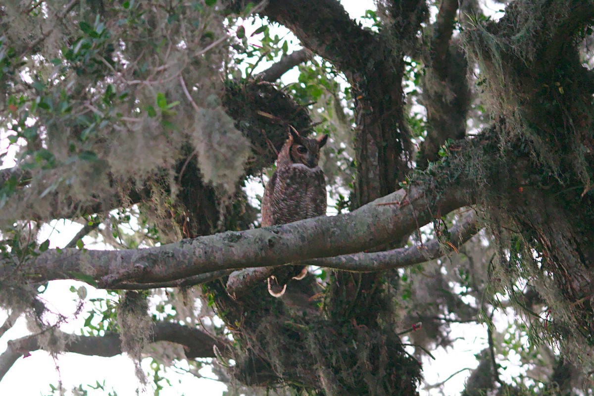Great Horned Owl - ML343012871