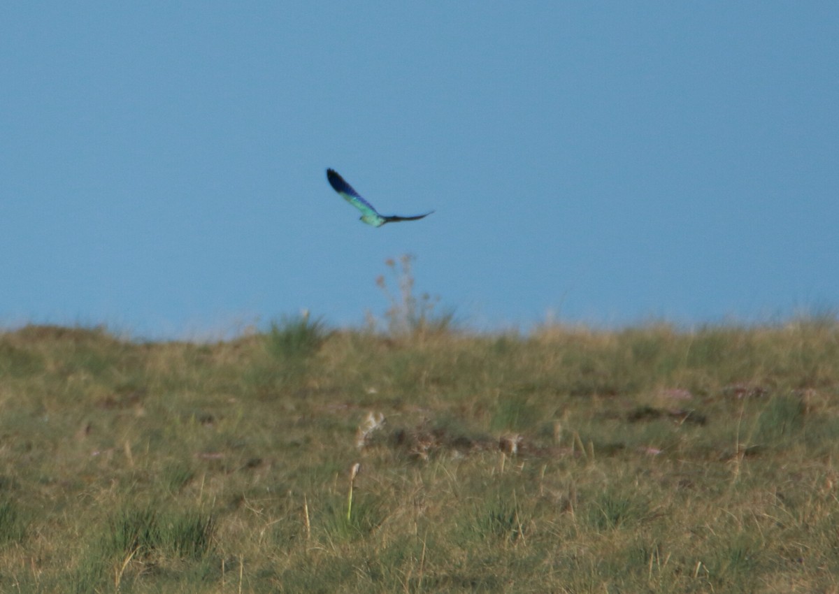 European Roller - Mustafa Yaman