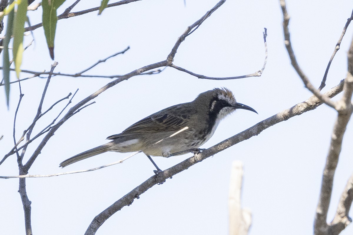 Tawny-crowned Honeyeater - ML343015681