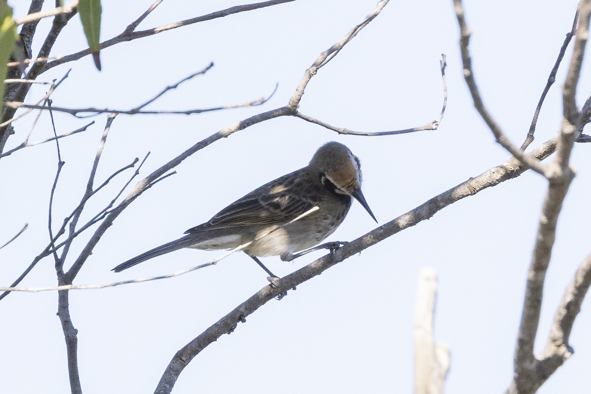 Tawny-crowned Honeyeater - ML343015691