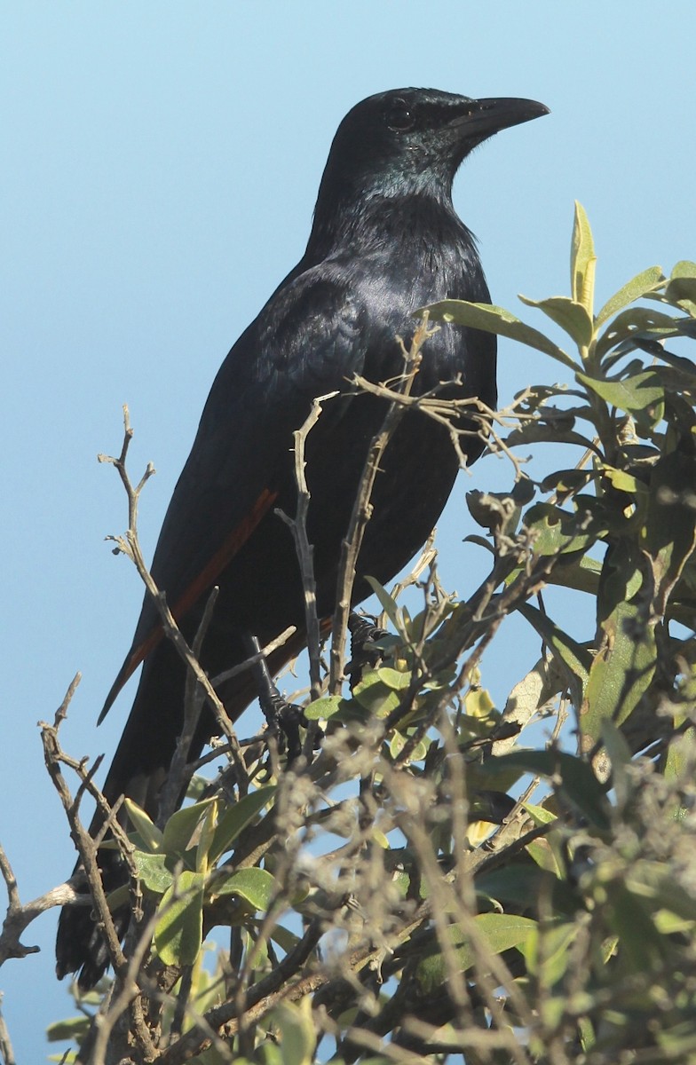 Red-winged Starling - Connie Lintz