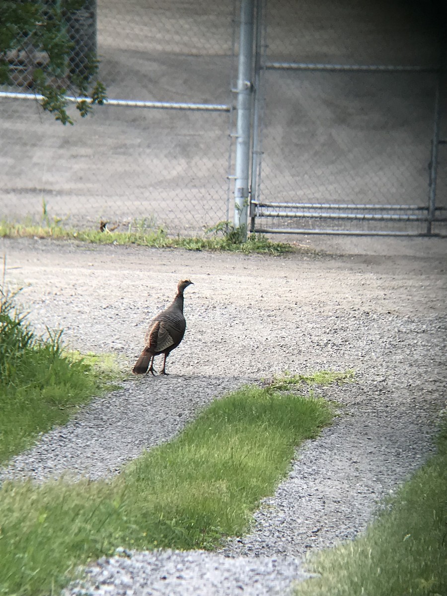 Wild Turkey - ML343018691