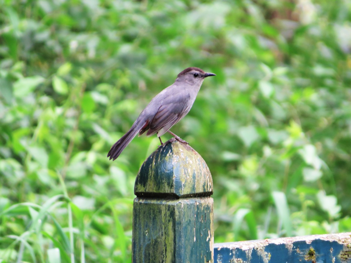 Pájaro Gato Gris - ML343018961