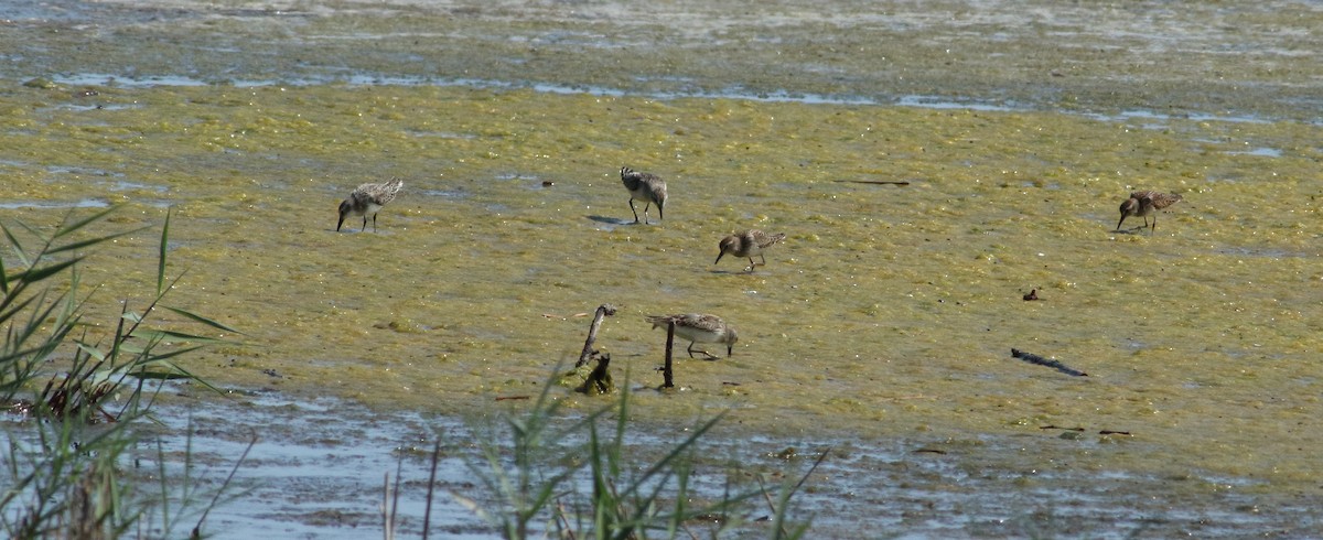 Calidris sp. (peep sp.) - ML34301901