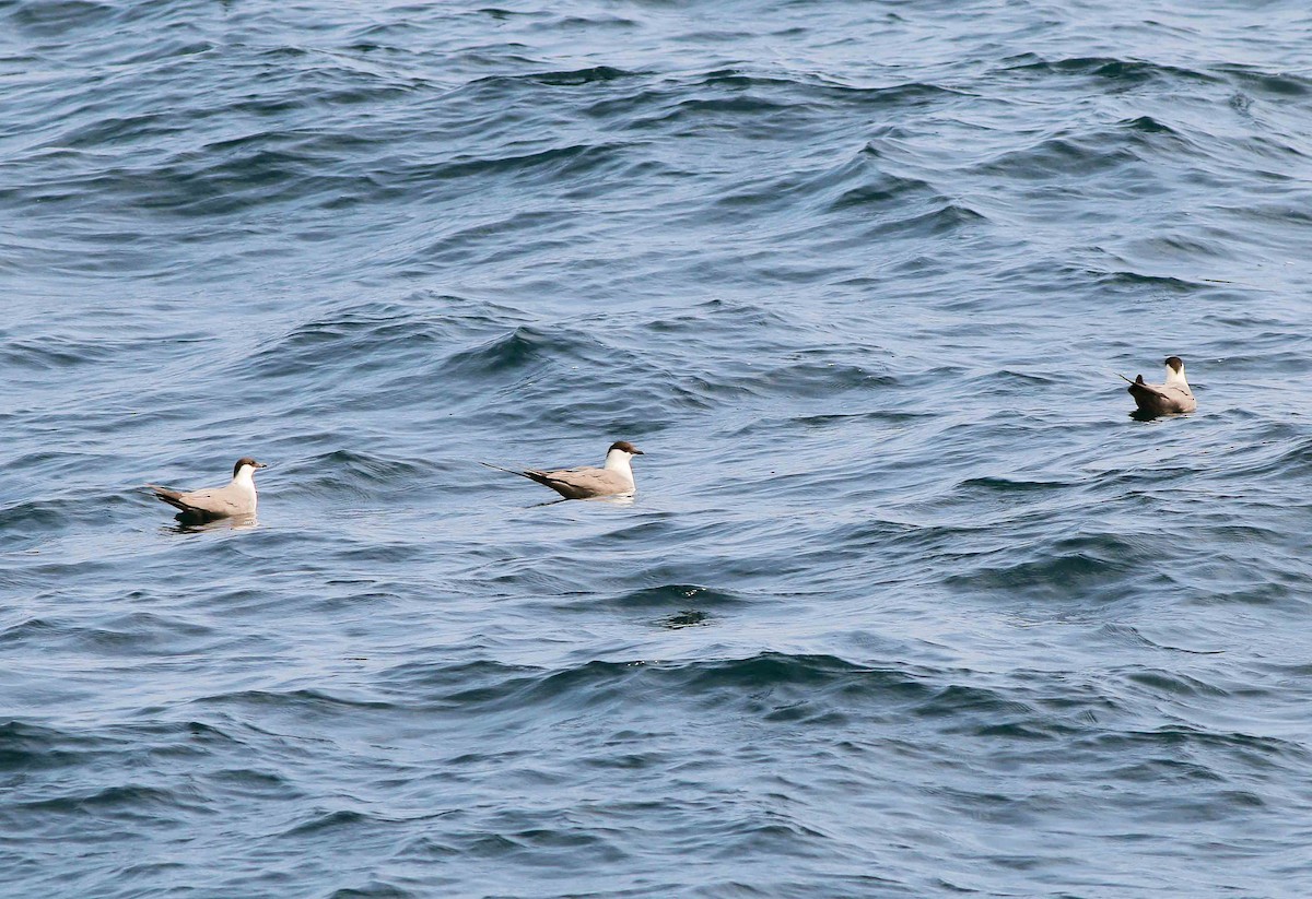 Long-tailed Jaeger - Neoh Hor Kee