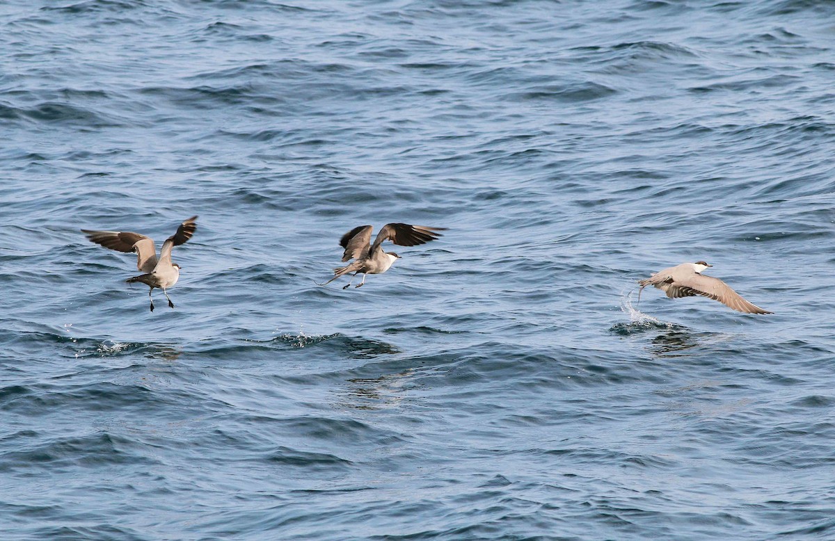 Long-tailed Jaeger - Neoh Hor Kee