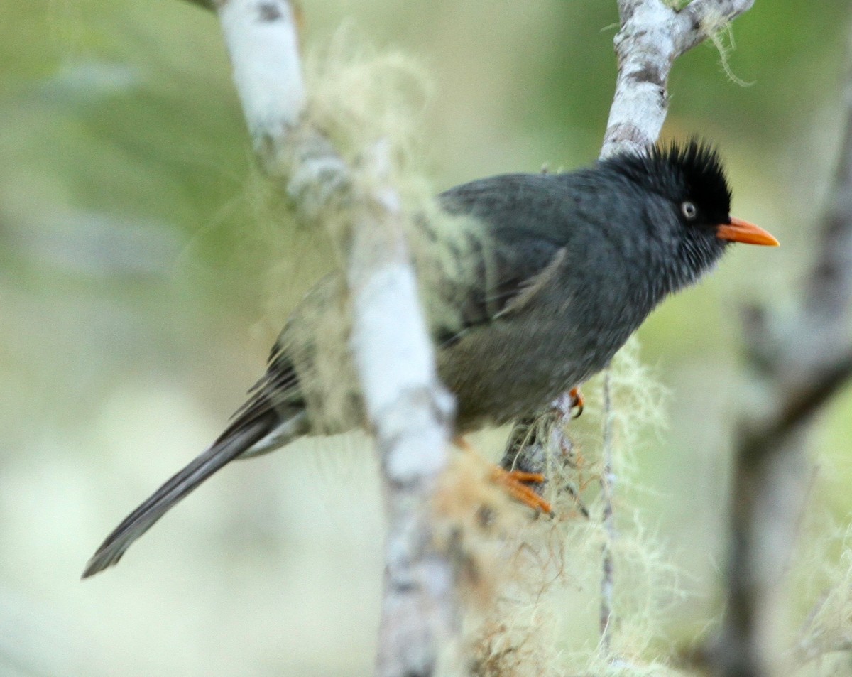 Reunion Bulbul - ML343019661