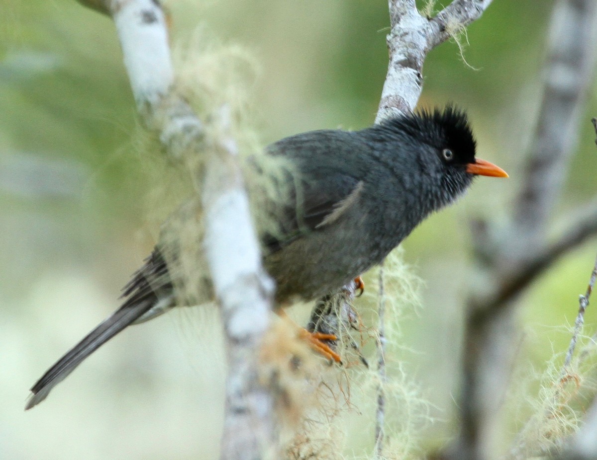 Reunion Bulbul - ML343019681