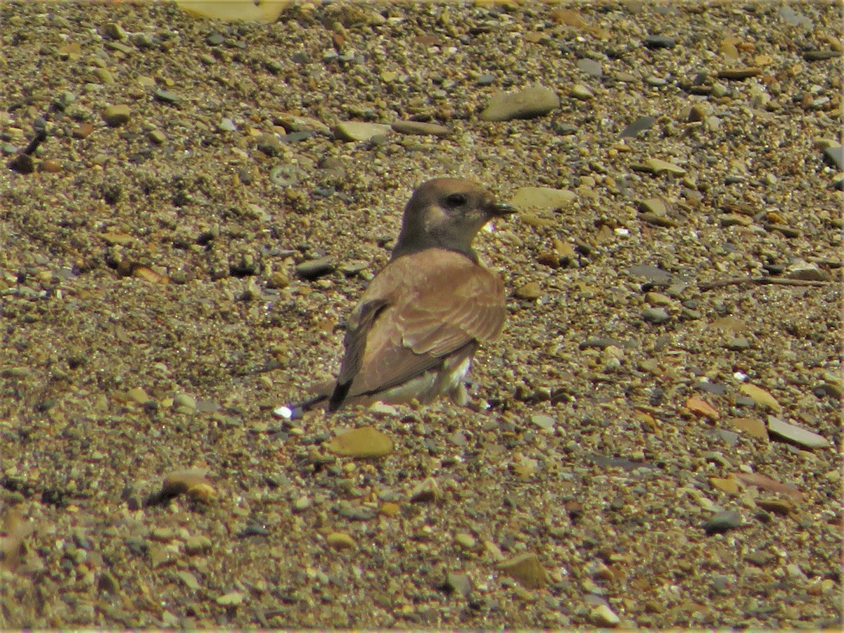 Golondrina Aserrada - ML343019691