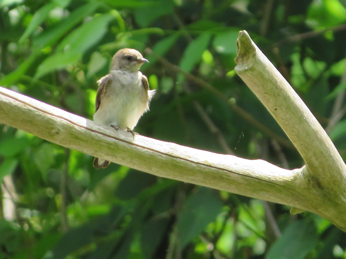 Golondrina Aserrada - ML343019731