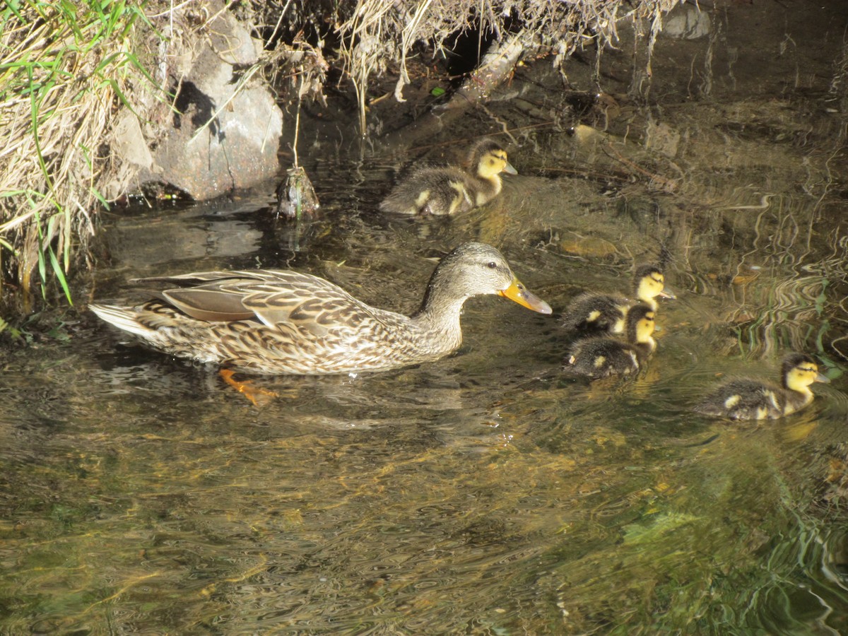 Mallard - ML343020271