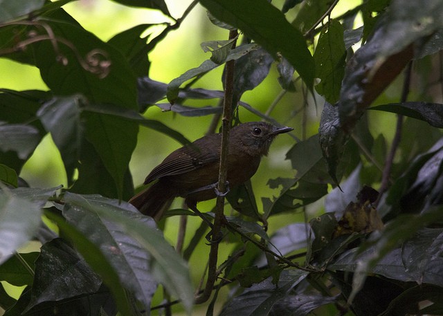 Dusky Antbird - ML34302041
