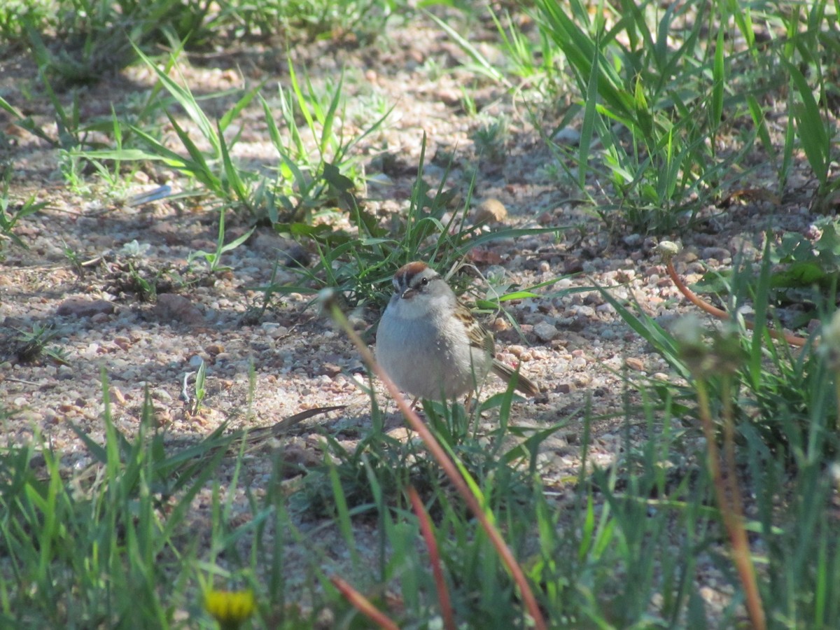 Chipping Sparrow - ML343021341