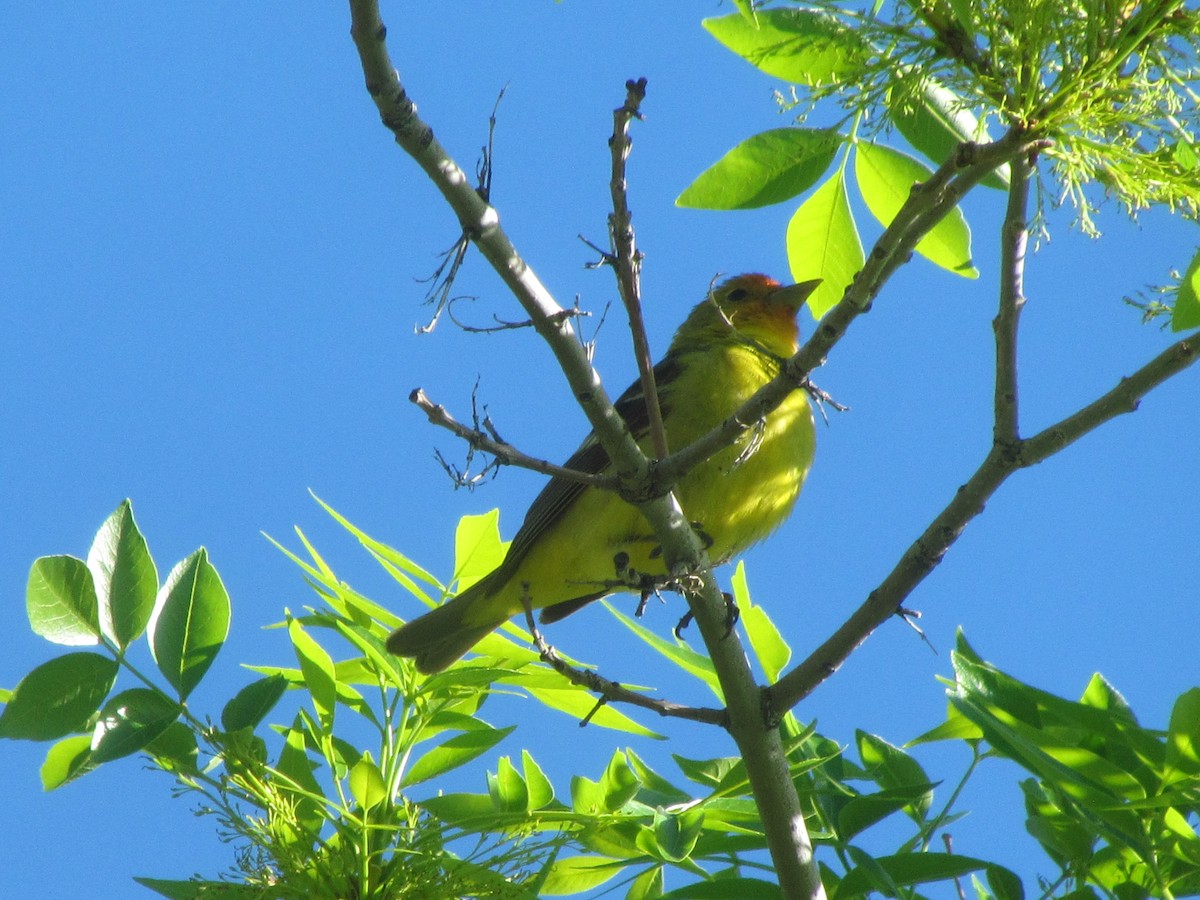 Western Tanager - ML343021461