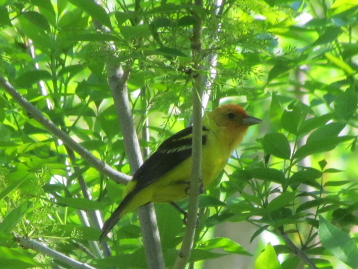 Western Tanager - ML343021521