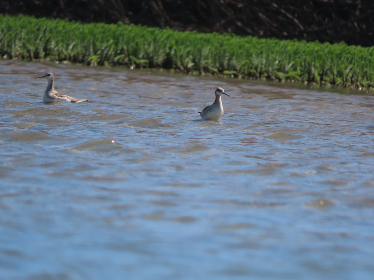 Wilson's Phalarope - ML343022311