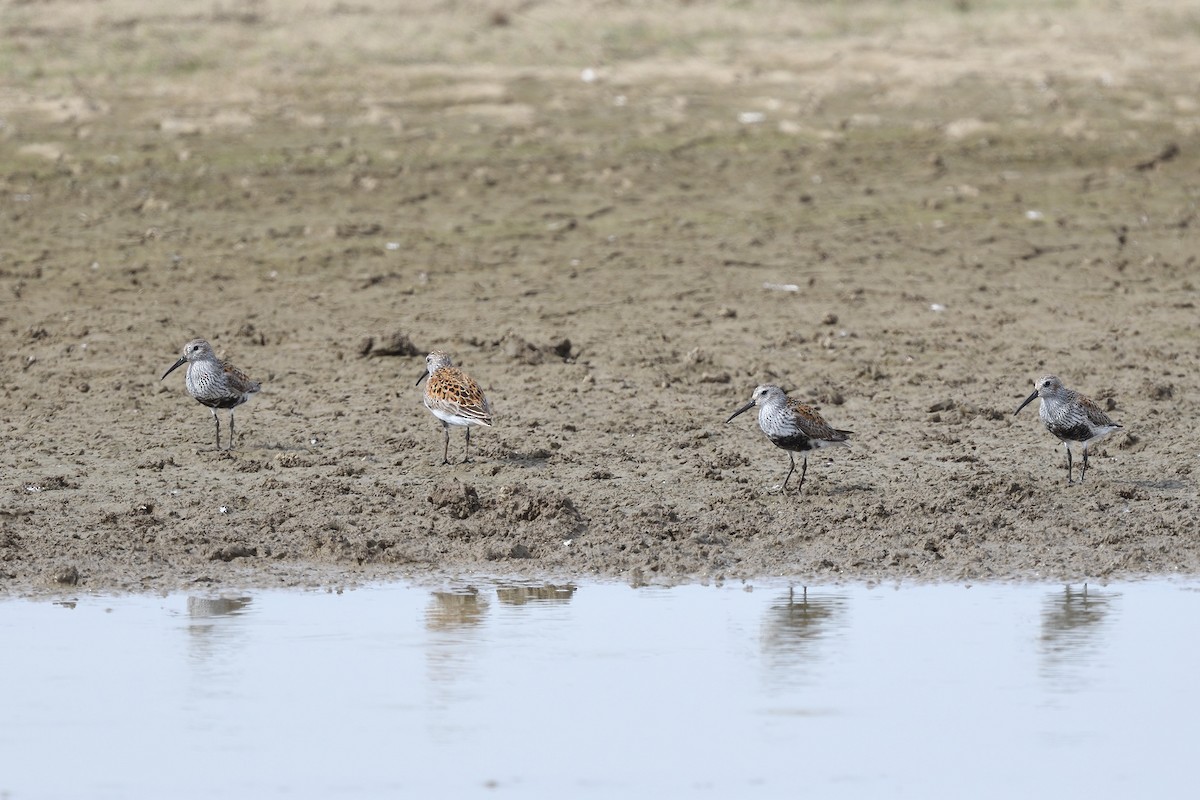 Dunlin - Vern Wilkins 🦉