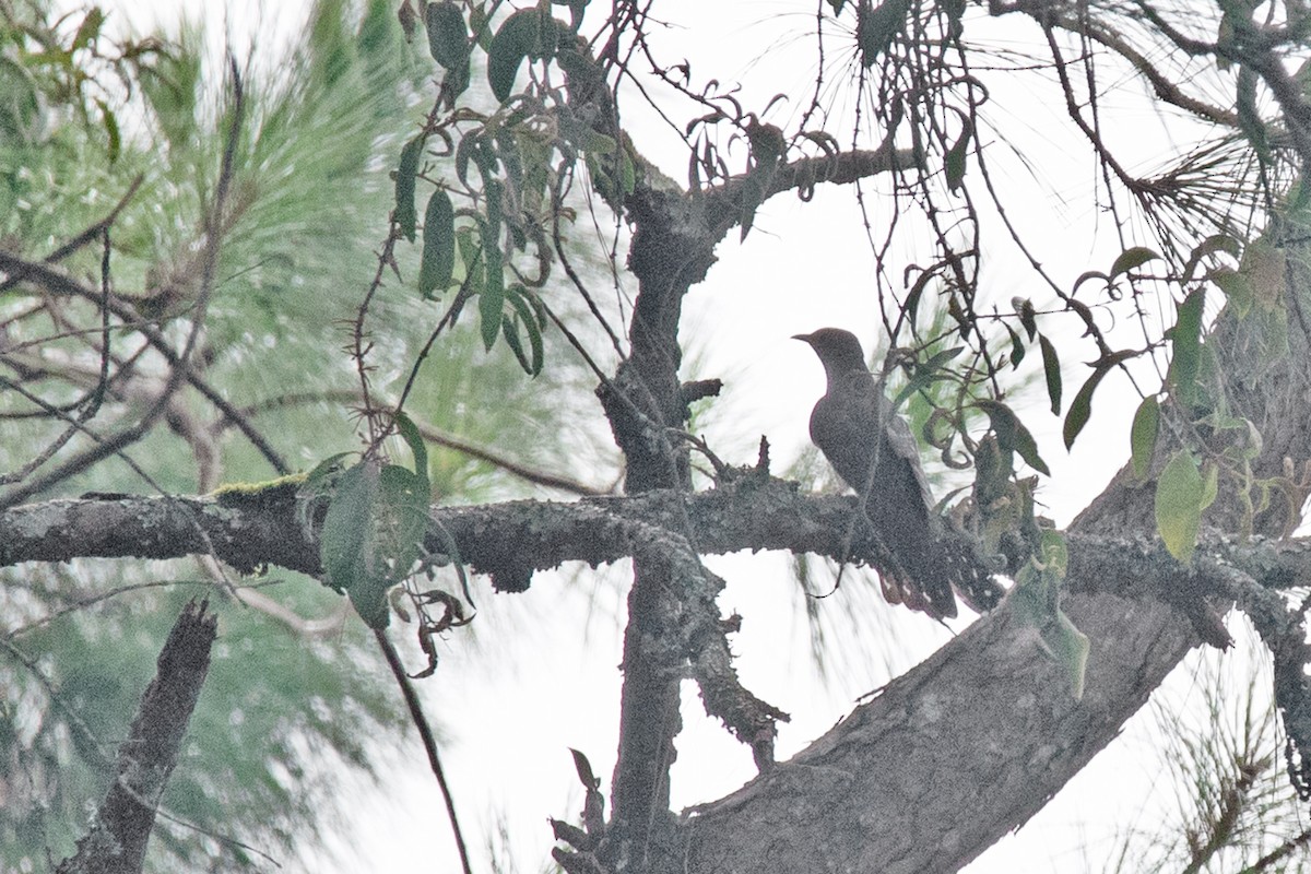 Lesser Cuckoo - ML343022981