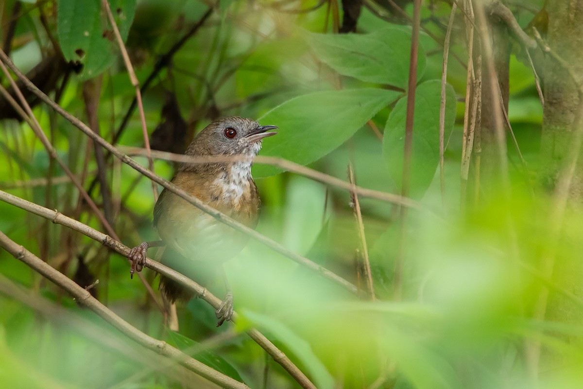 Spot-throated Babbler - ML343023171