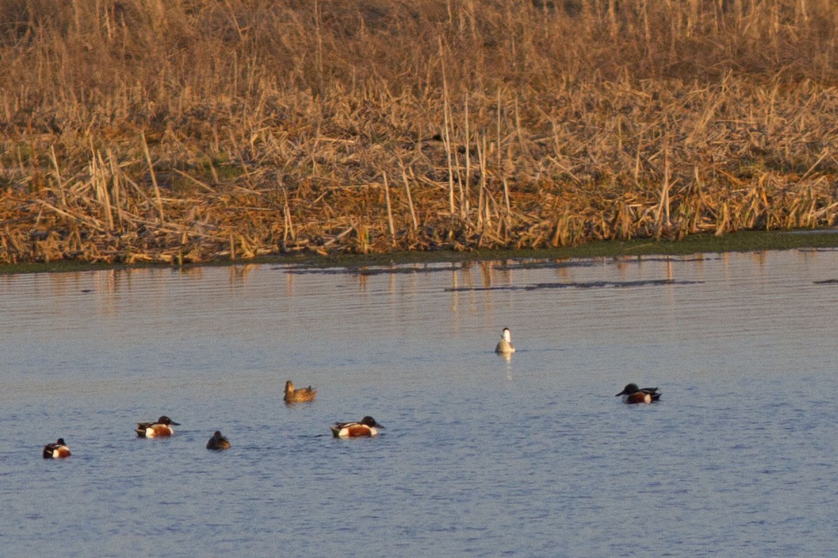 Халбага нугас - ML343023261