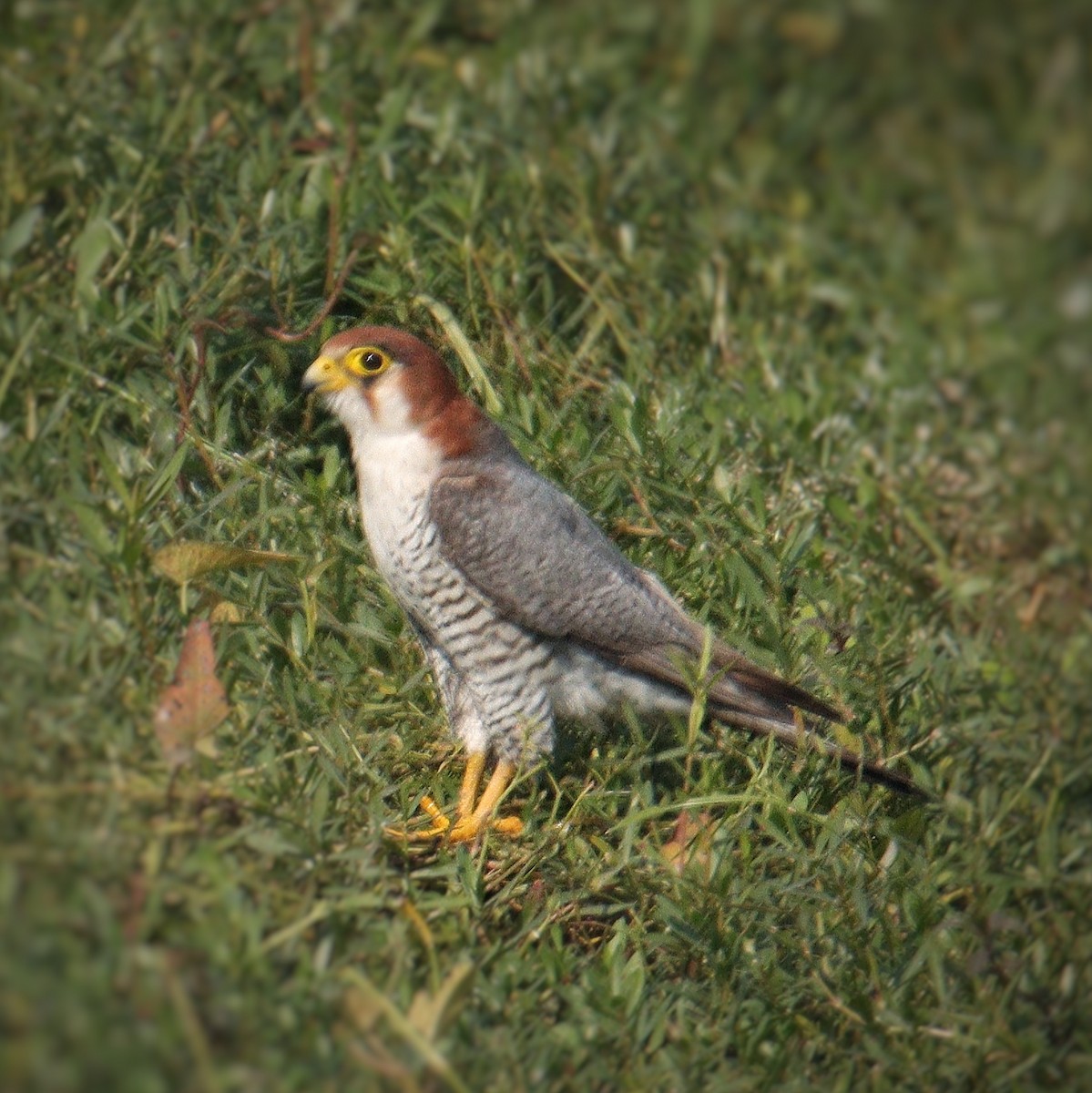 Red-necked Falcon - ML343024651