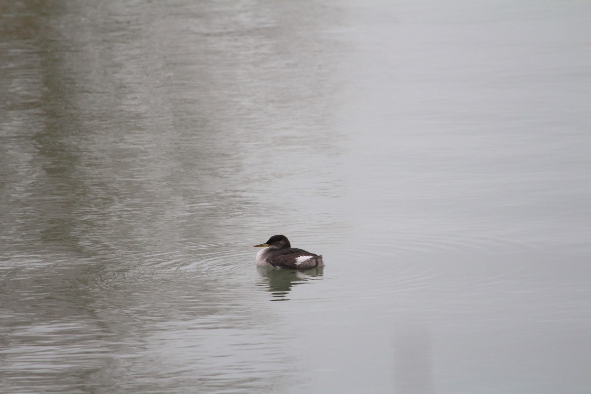 Red-necked Grebe - ML343025411