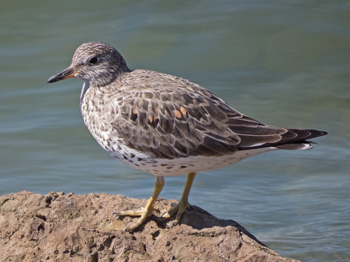 Surfbird - ML34302561