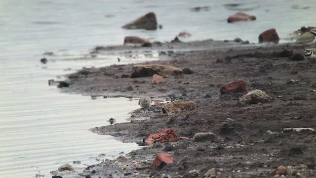 Bécasseau sanderling - ML343025661