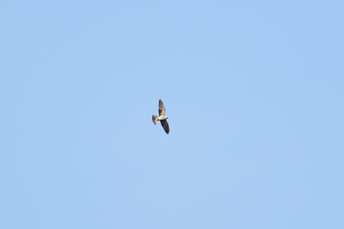 Mississippi Kite - Benjamin Ashin