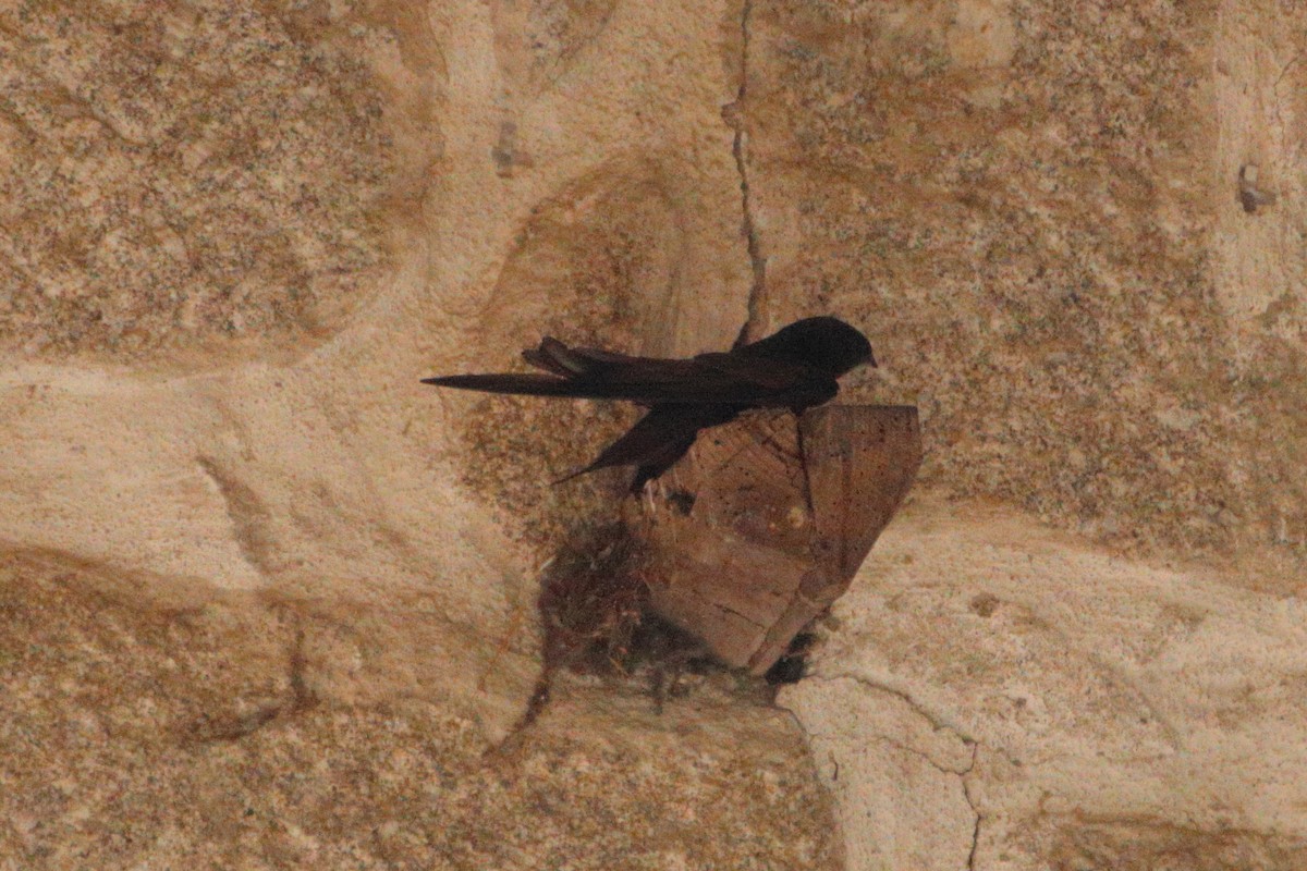 Common Swift - ML343027761