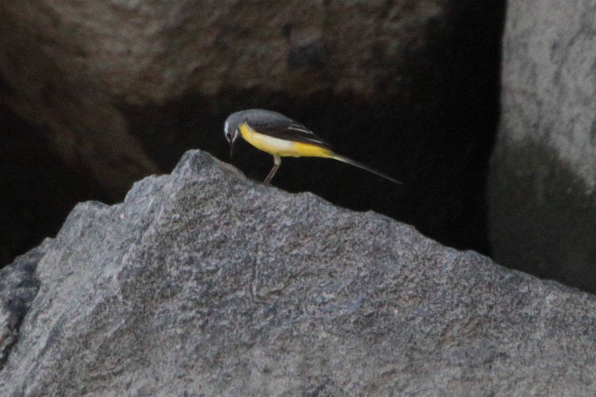 Gray Wagtail - ML343027791