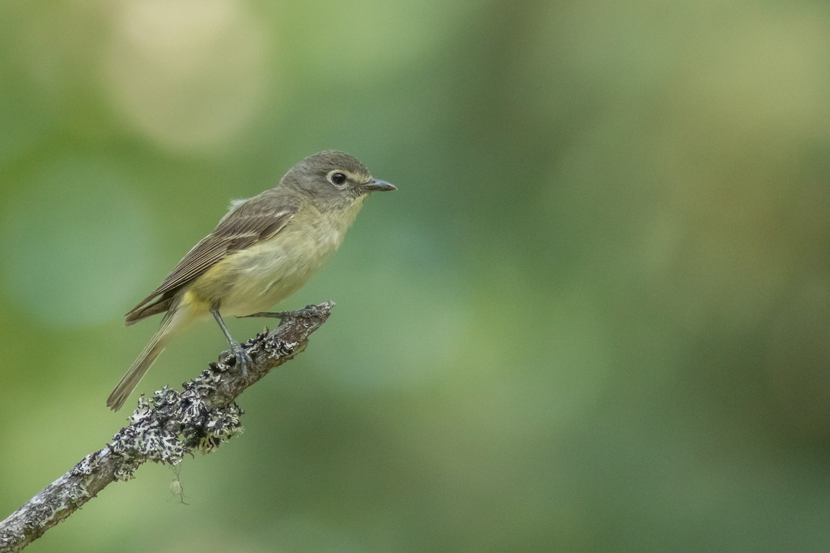 Cassin's Vireo - Kyle Blaney