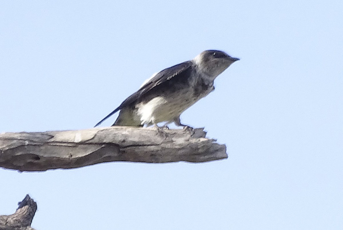 Purple Martin - Nancy Overholtz