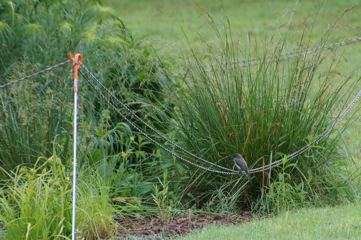 Eastern Phoebe - ML343030561