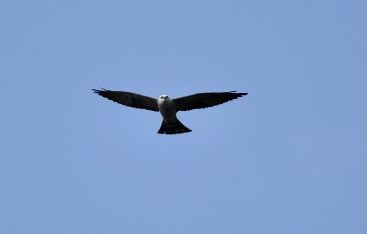 Mississippi Kite - ML343032811