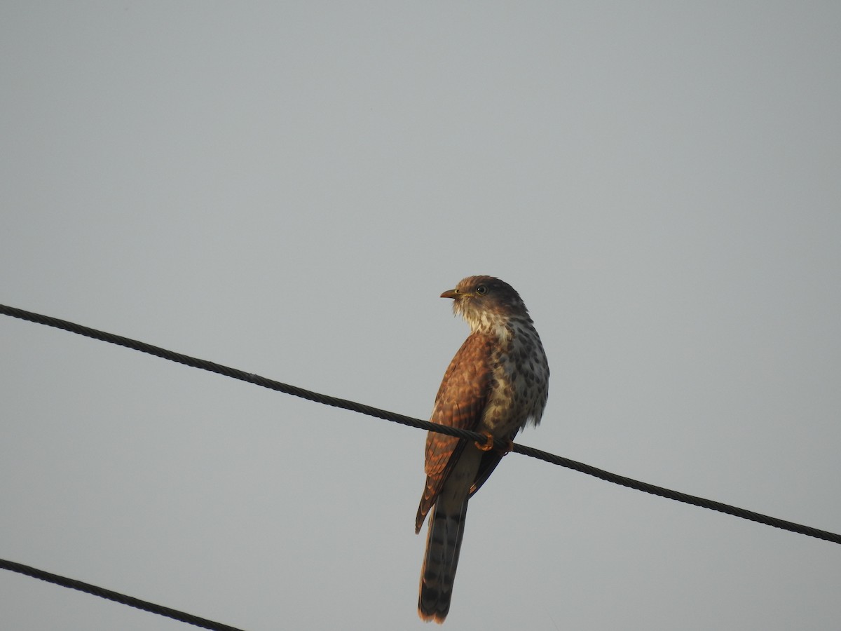 Common Hawk-Cuckoo - ML343034511