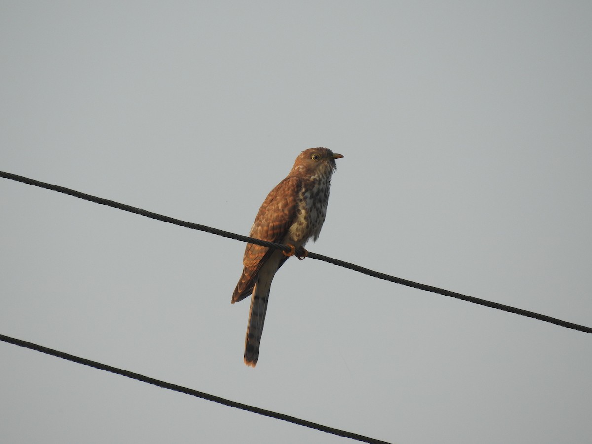 Common Hawk-Cuckoo - ML343034521