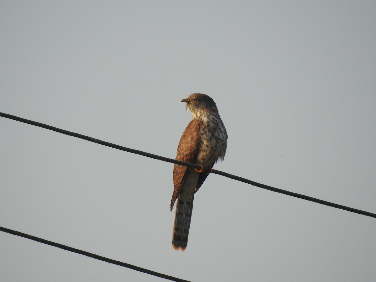 Common Hawk-Cuckoo - ML343034531