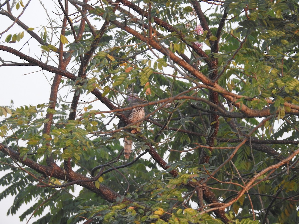 Common Hawk-Cuckoo - ML343034541