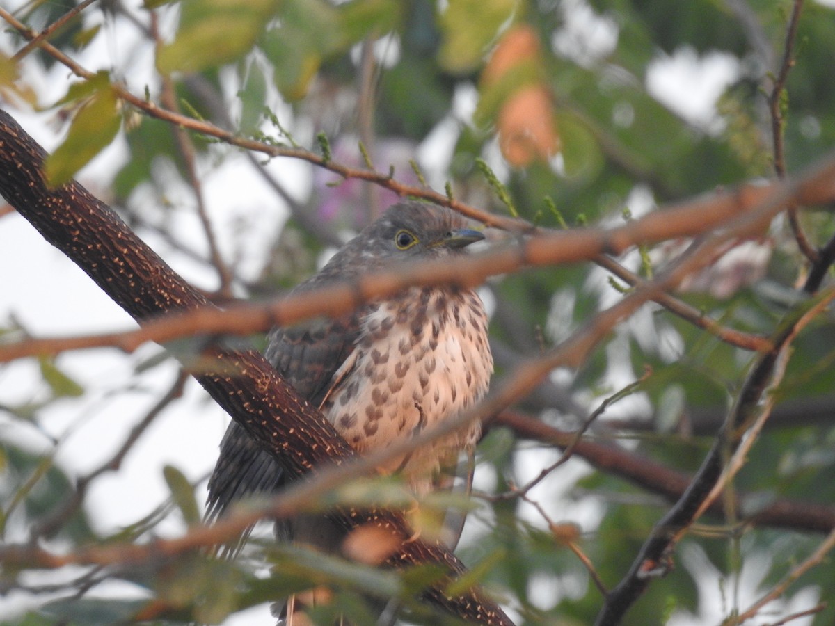 Common Hawk-Cuckoo - ML343034551