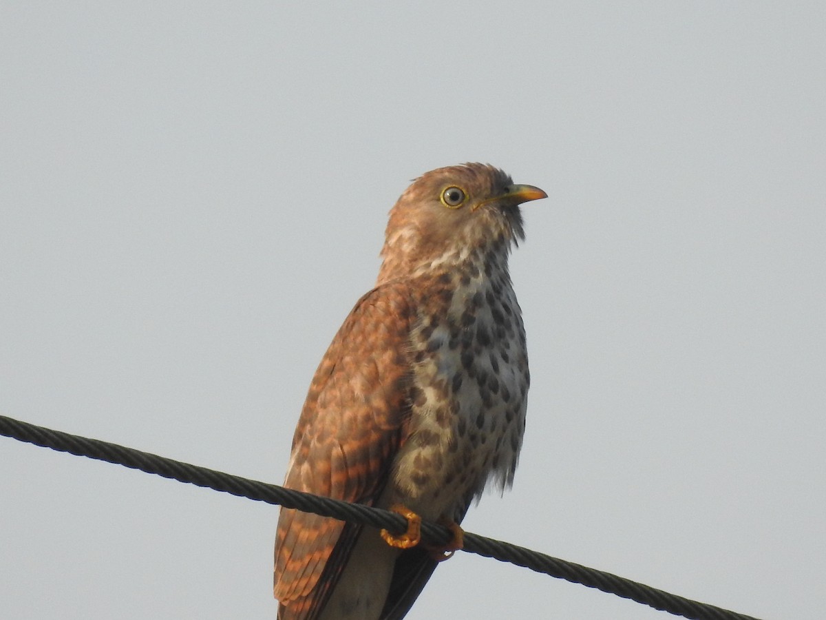 Common Hawk-Cuckoo - ML343034571
