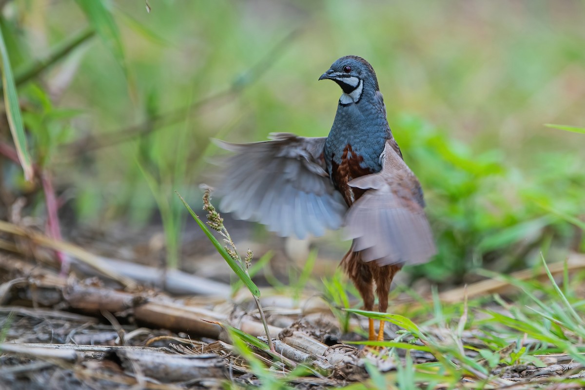 Blue-breasted Quail - ML343038241