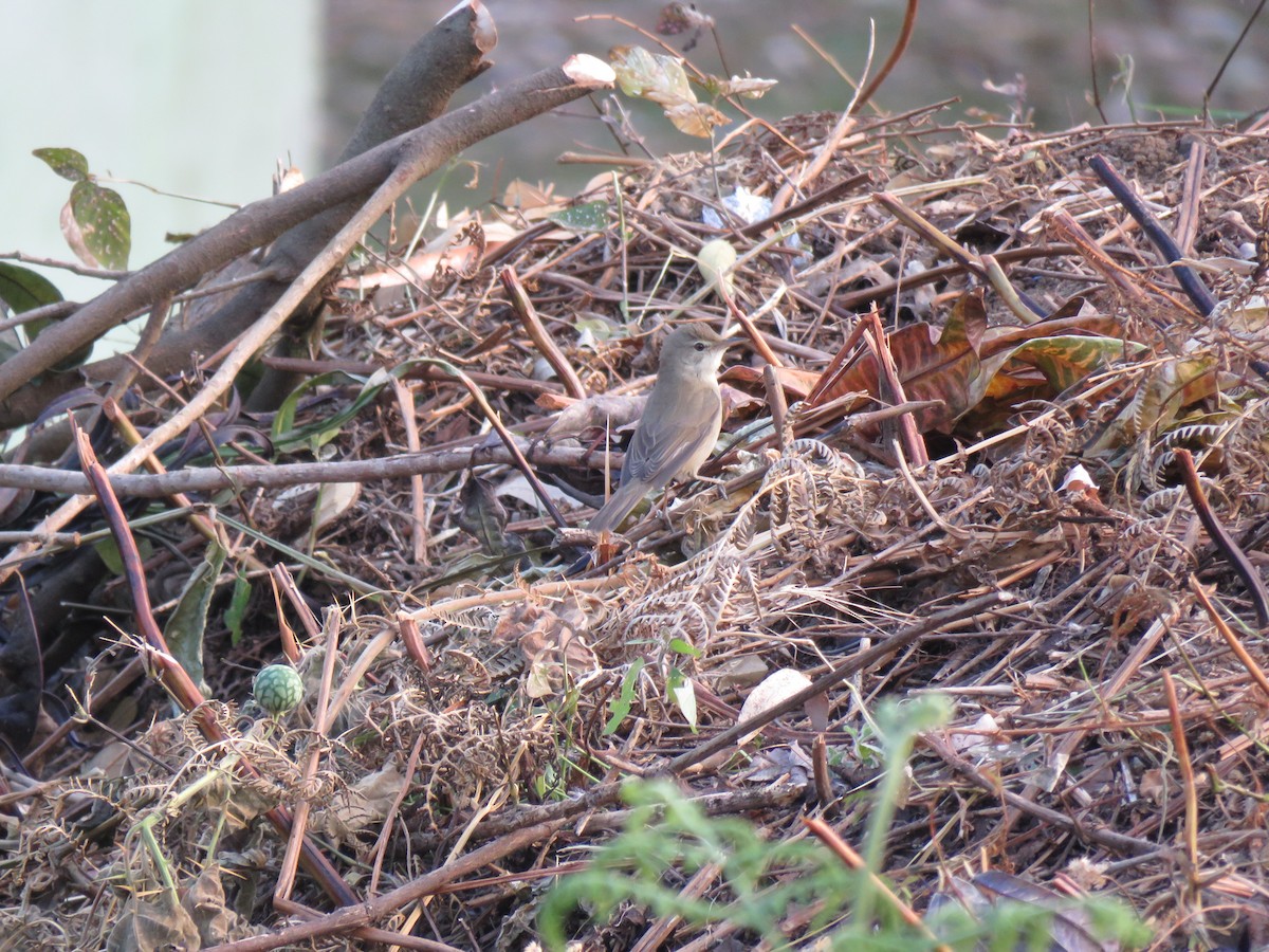 Thick-billed Warbler - ML343038511