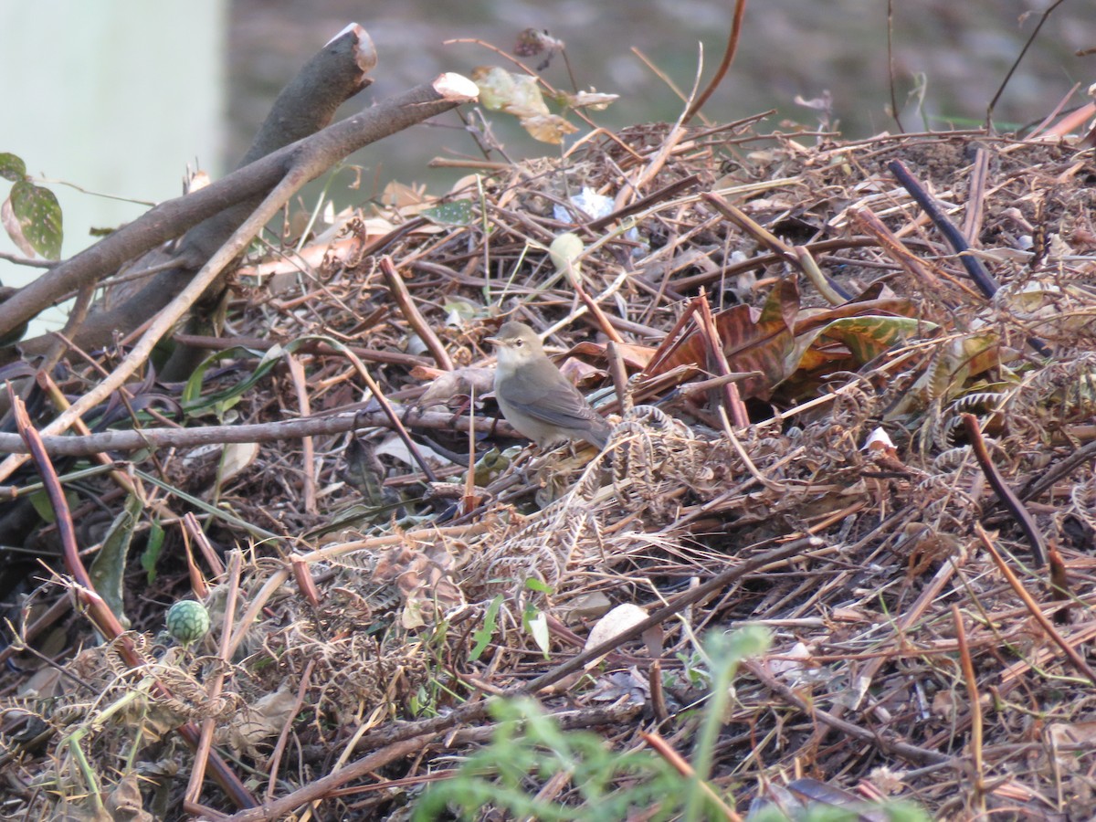 Thick-billed Warbler - Selvaganesh K