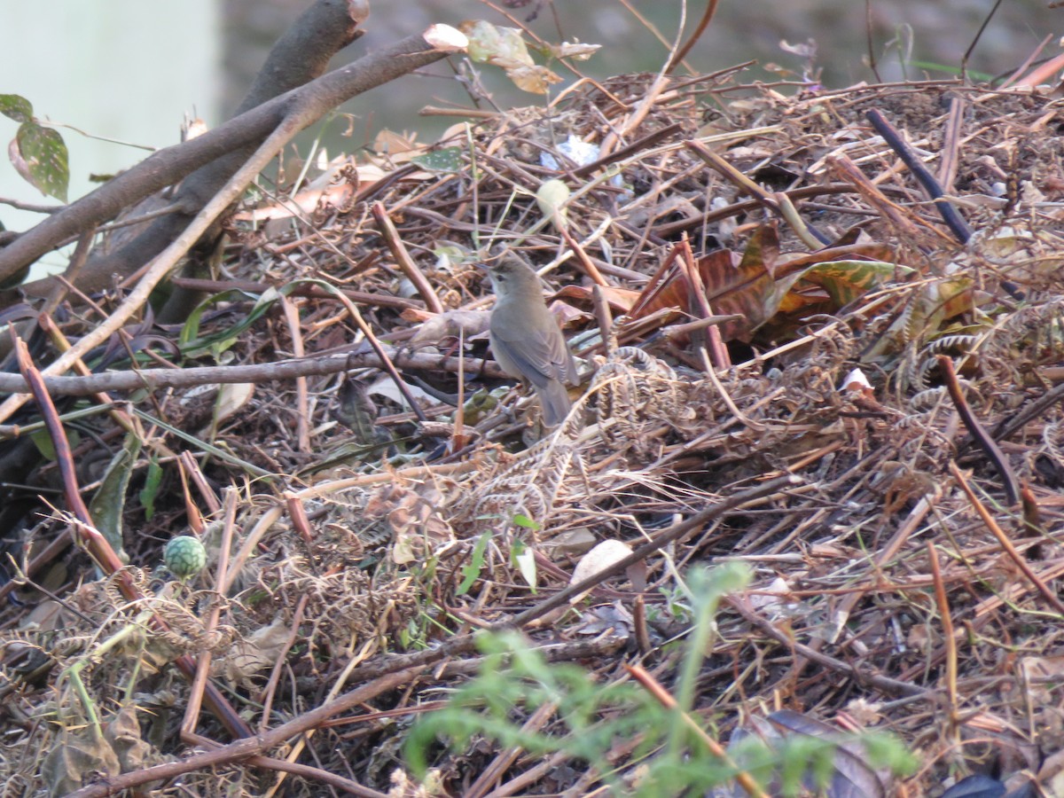 Thick-billed Warbler - Selvaganesh K