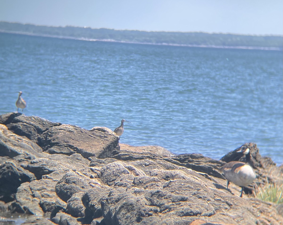 Whimbrel (Hudsonian) - ML343038681
