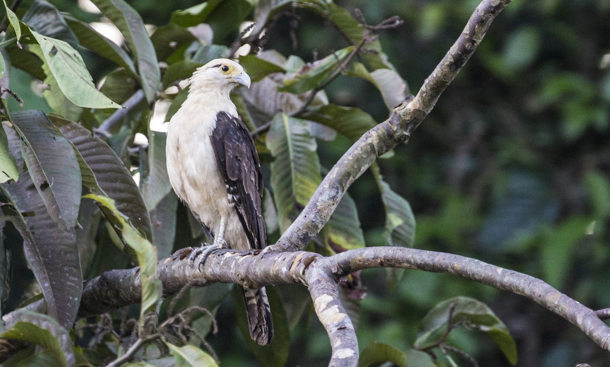 Yellow-headed Caracara - Neil Dowling